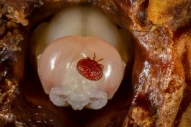 arachnid | bee | bees | close-up | detail | macro | micro | destructor | mite | nature | parasite | varroa | drone | varroamilbe | wildlife | ill | bee | honey | mite | parasitic | hive | destructor | disease | varroamilbe | infestation | varroa | beekeep