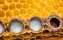 royal jelly | royal | jelly | honeycomb | apiculture | queen | cell | medicine | honey | comb | protective | cage | detail | artificial | profession | health | breed | collect | milk | harvest | immunity | bee | reproduction | beehive | beeswax | apiary |