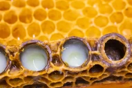 royal jelly | royal | jelly | honeycomb | apiculture | queen | cell | medicine | honey | comb | protective | cage | detail | artificial | profession | health | breed | collect | milk | harvest | immunity | bee | reproduction | beehive | beeswax | apiary |