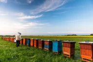 agriculture | apiarist | apiary | apiculture | apiculturist | bee | beehive | beekeeper | beekeeping | box | farm | farming | food | garden | hive | holding | honey | honey bee | honeycomb | keeper | keeping | man | natural | nature | nectar | outdoor | p
