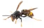 asian hornet | hornet | wasp | velutina | vespa velutina | close up | power | strength | insects collection | insect | black | yellow | extinction | bee | beekeeper | beekeeping | white background | death | guide book | danger animals | dangerous | climat