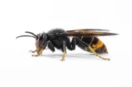 asian hornet | hornet | wasp | velutina | vespa velutina | close up | power | strength | insects collection | insect | black | yellow | extinction | bee | beekeeper | beekeeping | white background | death | guide book | danger animals | dangerous | climat