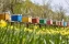 A row of bee hives in a field of flowers with an orchard behind