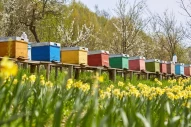 A row of bee hives in a field of flowers with an orchard behind