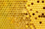 agriculture | apiary | bee | beehive | beeswax | biology | cell | colony | hexagon | honey | honeycomb | nature | pollen | sweet | wax | yellow | animals | apiculture | backgrounds | breeding | brood | brown | combing | construction | effort | environment