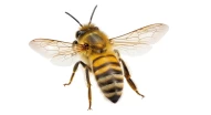 bee | isolated | png | no background | insect | honeybee | summer | nature | object | single | closeup | studio shot | still life | wings | animal | wildlife | honey | flying | garden | pollination | T222 (3038)
