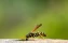 Deutsche Wespe (Vespula germanica) | Feldwespe | Garten | Haus-Feldwespe (Polistes dominula) | Insekten | Insektensterben | Nest | Polistes | Polistinae | Sommer | Wabe | allergie | angst | artensterben | beine | bestäubung | blütenpflanzen | gefahr | gif
