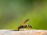 Deutsche Wespe (Vespula germanica) | Feldwespe | Garten | Haus-Feldwespe (Polistes dominula) | Insekten | Insektensterben | Nest | Polistes | Polistinae | Sommer | Wabe | allergie | angst | artensterben | beine | bestäubung | blütenpflanzen | gefahr | gif