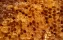 Melezitose | melicitose | nonreducing | trisaccharide | sugar | honey | bee | problem | crystallized | granulated | comb | wax | bee bread | open | agriculture | animal | apiary | bee | beehive | beekeeping | beeswax | biology | busy | cell | close | colo