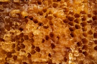 Melezitose | melicitose | nonreducing | trisaccharide | sugar | honey | bee | problem | crystallized | granulated | comb | wax | bee bread | open | agriculture | animal | apiary | bee | beehive | beekeeping | beeswax | biology | busy | cell | close | colo