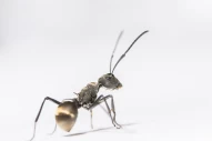ant | black | isolated | white | macro | background | ants | insect | garden | antenna | closeup | lasius | formicidae | extreme | detail | leg | bug | arthropod | arthropoda | formicinae | nature | niger | focus | animal | leaf | close-up | wildlife
