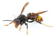 asian hornet | hornet | wasp | velutina | vespa velutina | close up | power | strength | insects collection | insect | black | yellow | extinction | bee | beekeeper | beekeeping | white background | death | guide book | danger animals | dangerous | climat