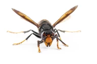 asian hornet | hornet | wasp | velutina | vespa velutina | close up | power | strength | insects collection | insect | black | yellow | extinction | bee | beekeeper | beekeeping | white background | death | guide book | danger animals | dangerous | climat