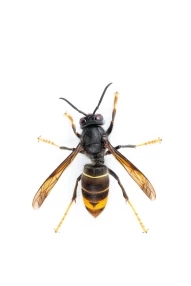 asian hornet | hornet | wasp | velutina | vespa velutina | close up | power | strength | insects collection | insect | black | yellow | extinction | bee | beekeeper | beekeeping | white background | death | guide book | danger animals | dangerous | climat