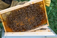 frame | filled | capped | honey | bee | activity | close-up | beekeeper | inspecting | manual | harvest | healthy | brood | ecological | honey | production | detail | focus | honeycomb | wax | apiary | beekeeping | traditional | organic | suit | gloves | 