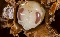 nymph | Hatching bee | hatch | be hatching | bee | honey | outdoor | pollinator | agriculture | beeswax | farm | sting | frame | rural | country | honeybee | wax | comb | hive | pollination | fear | beekeeping | insect | beekeeper | apis | nature | animal